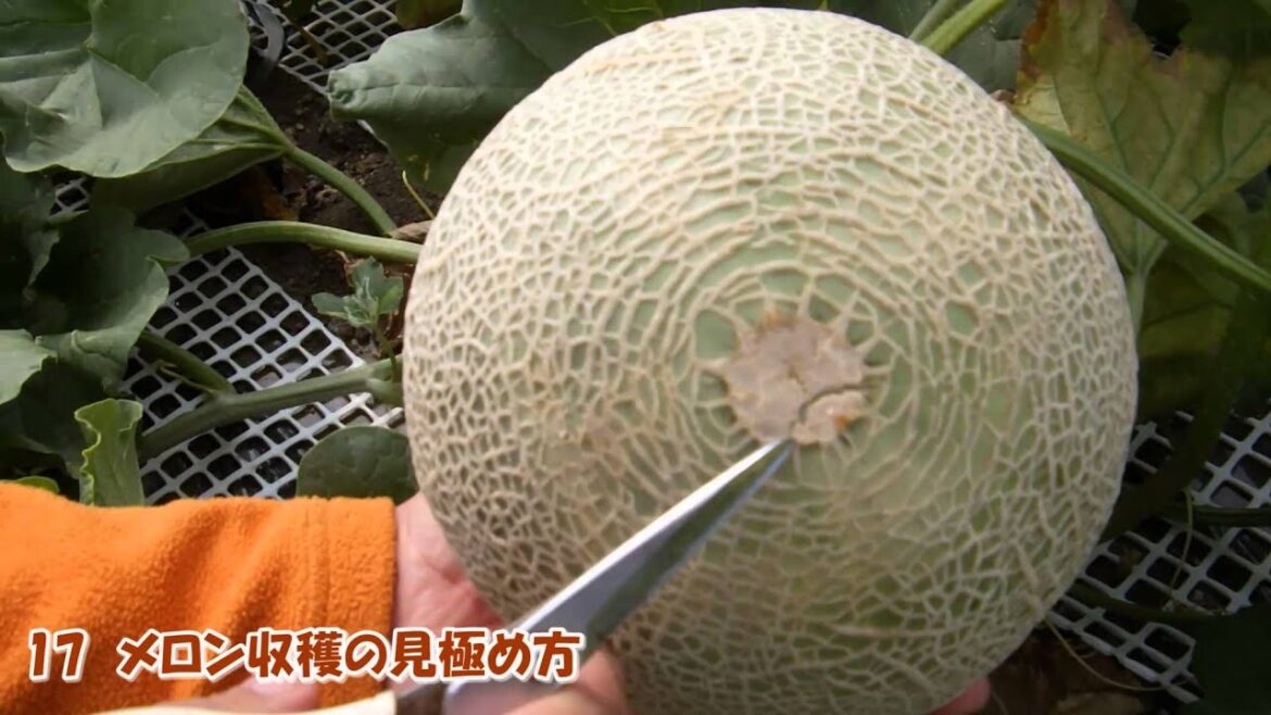 【17】メロン収穫の見極め方・判断・判定方法:寺坂農園 北海道 富良野