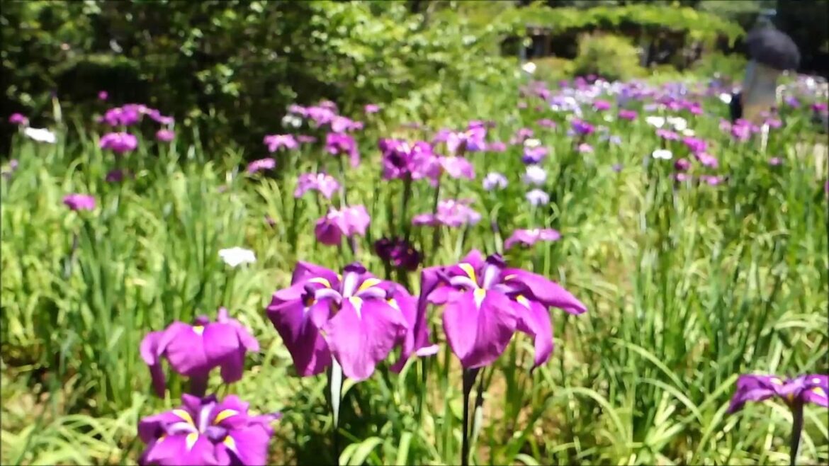 三渓園の花菖蒲（ハナショウブ）