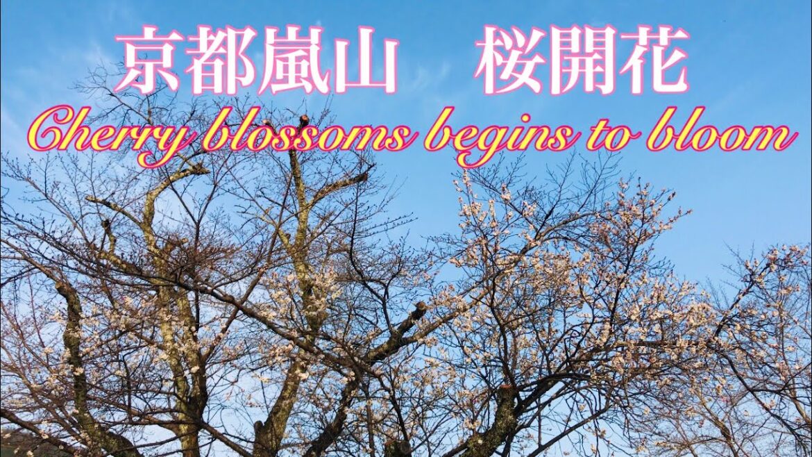 京都嵐山　桜開花🌸 Kyoto Arashiyama Sakura Flowering 2022年3月17日