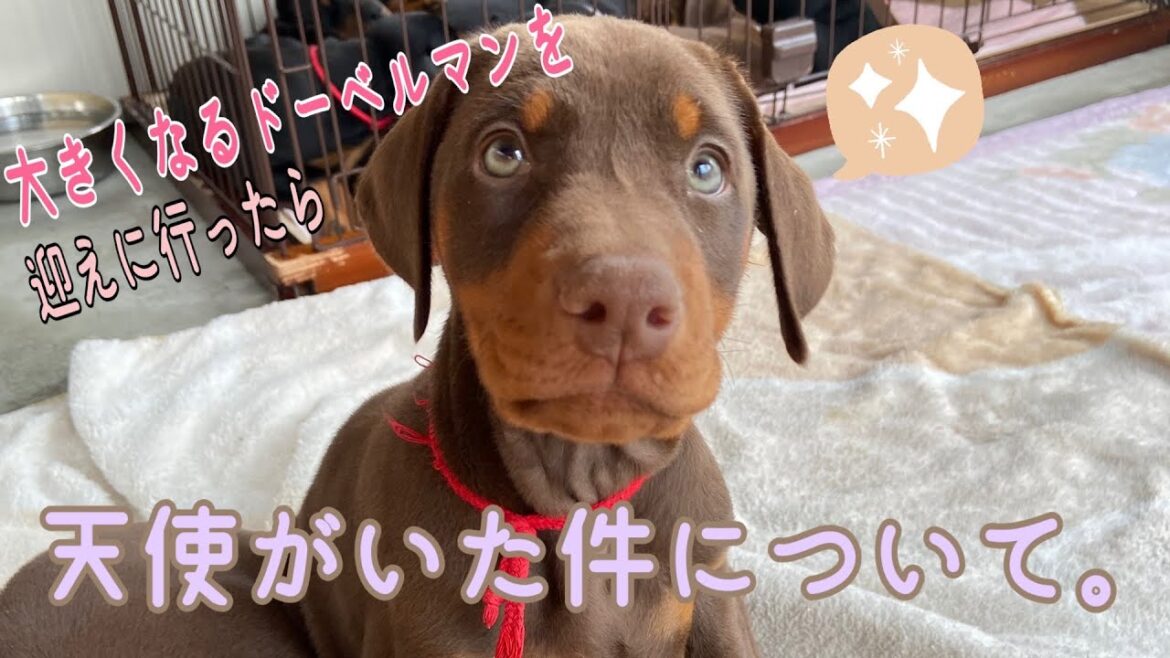 大きくなるドーベルマンをお迎えに行きました/新しい家族