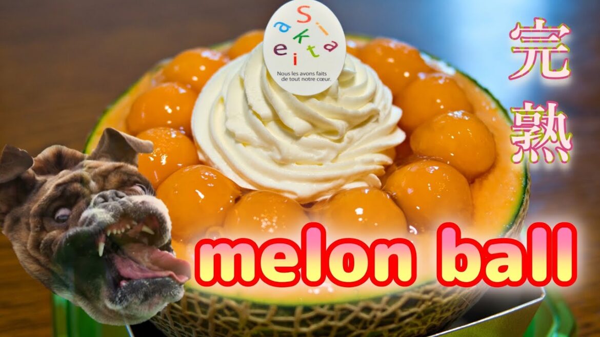 完熟メロンボールをワイルドに食べる犬 melon dogs 完熟メロンボールをワイルドに食べる犬 melon dogs