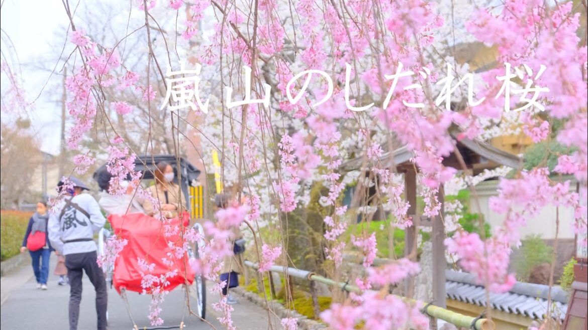 嵐山しだれ桜めぐり・桜の開花状況2022年3月29日：天龍寺/宝厳院/渡月橋/常寂光寺/亀山公園展望台/