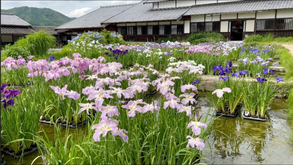 日本一花菖蒲園  加茂荘花菖蒲園 2022年 The Biggest Japanese iris garden in Japan