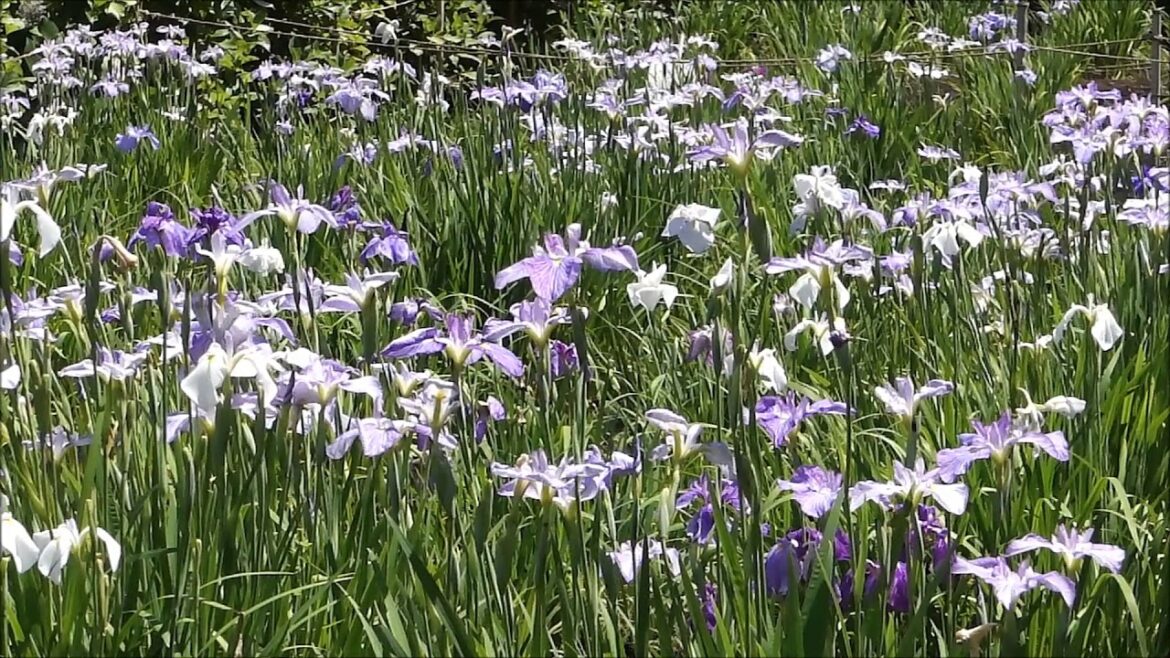 東高円寺・妙法寺の花菖蒲（ハナショウブ）