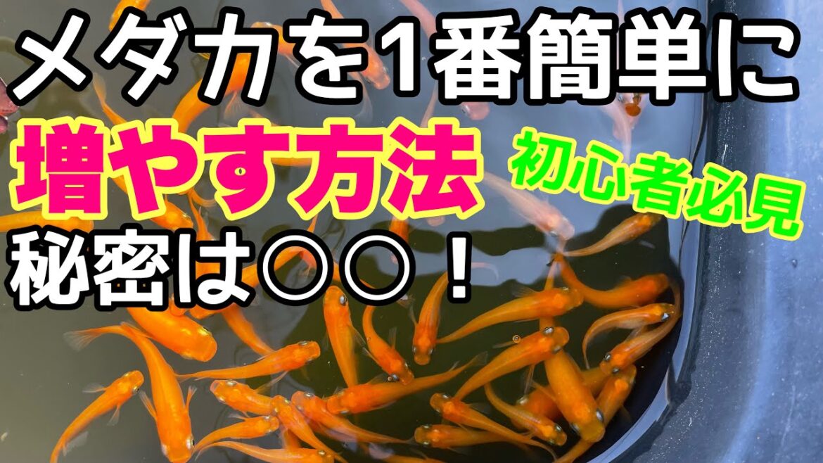 1番簡単なメダカの増やし方！針子、稚魚を超簡単に育てる方法！PSB、GW、メチレン、水替え必要なし！メダカ睡蓮ビオトープ