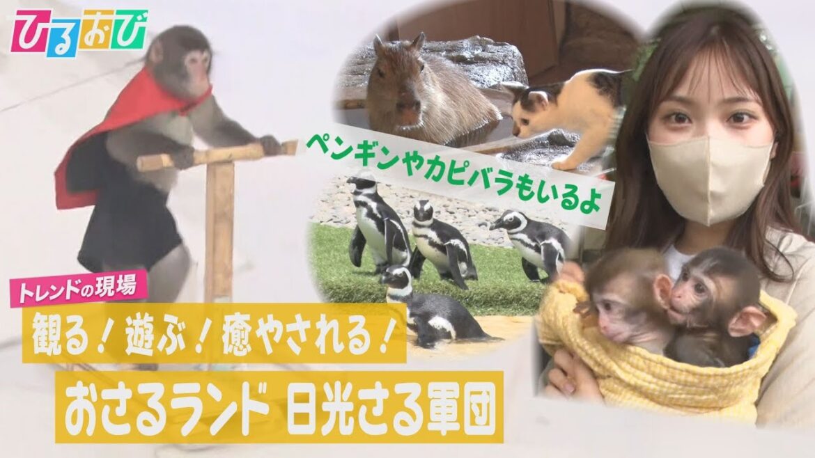 【ひるおび】新装オープン！日光さる軍団の「おさるランド」野村彩也子アナがショーにグルメに大満喫☆