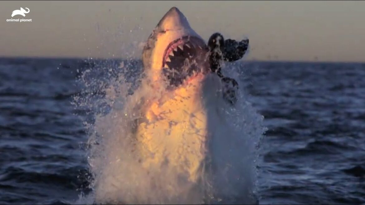 【ホオジロザメ】大ジャンプで獲物に喰らいつく！衝撃映像てんこ盛り | ホホジロザメ、新たな海を舞う