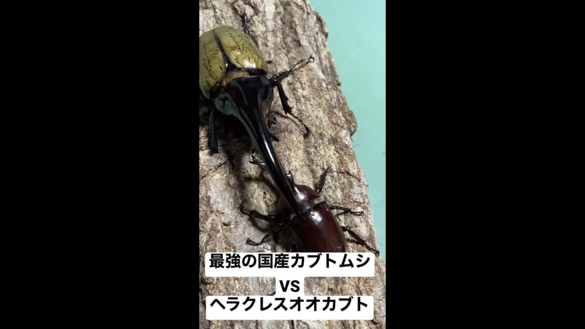 【衝撃映像】国産カブトムシvsヘラクレスオオカブト まさかの結果に...