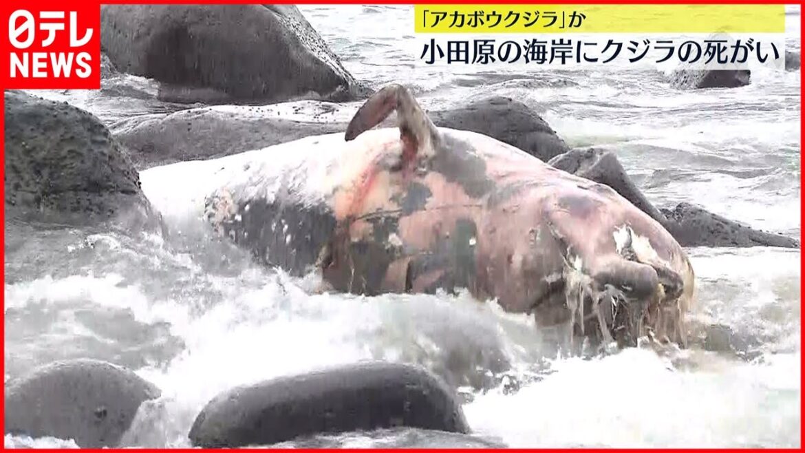 【クジラの死がい】小田原の海岸に  深海に生息「アカボウクジラ」か