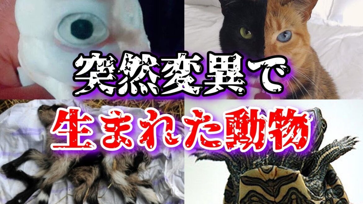 【ゆっくり解説】突然変異で生まれた動物５選
