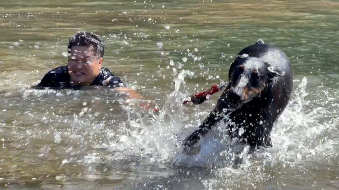 95キロの飼い主を引きずり回すドーベルマン 95キロの飼い主を引きずり回すドーベルマン