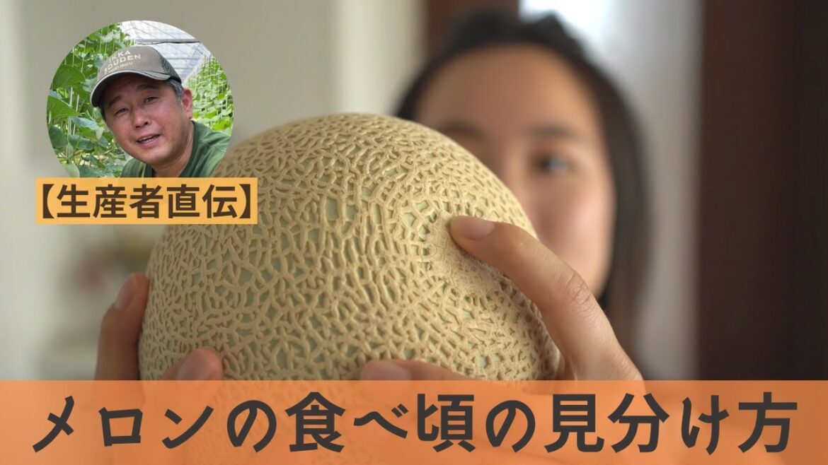 【生産者直伝】メロンの食べ頃の見分け方。美味しいタイミングに食べると糖度が高い! 【生産者直伝】メロンの食べ頃の見分け方。美味しいタイミングに食べると糖度が高い!