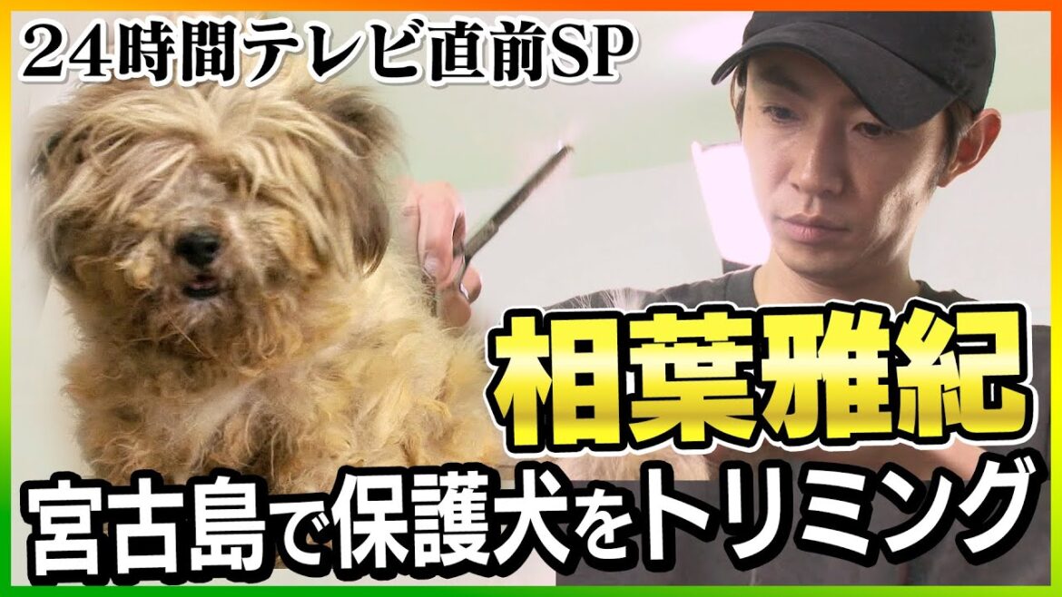 【２４時間テレビ直前SP】相葉雅紀が宮古島で出会った保護犬をトリミング