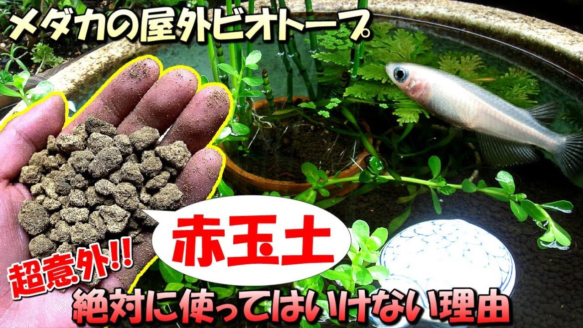 メダカの屋外ビオトープ飼育で「赤玉土(底床)」を絶対に使ってはいけない環境と理由について【初心者注意】 メダカの屋外ビオトープ飼育で「赤玉土(底床)」を絶対に使ってはいけない環境と理由について【初心者注意】