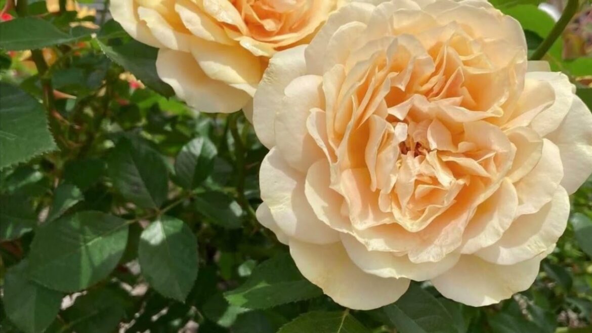 今を抱きしめて(歌詞付)✨𝓝𝓞𝓐【⠀仙道敦子&吉田栄作⠀】coverクリスタル&Sei   @Crystal CAT 今を抱きしめて(歌詞付)✨𝓝𝓞𝓐【⠀仙道敦子&吉田栄作⠀】coverクリスタル&Sei   @Crystal CAT