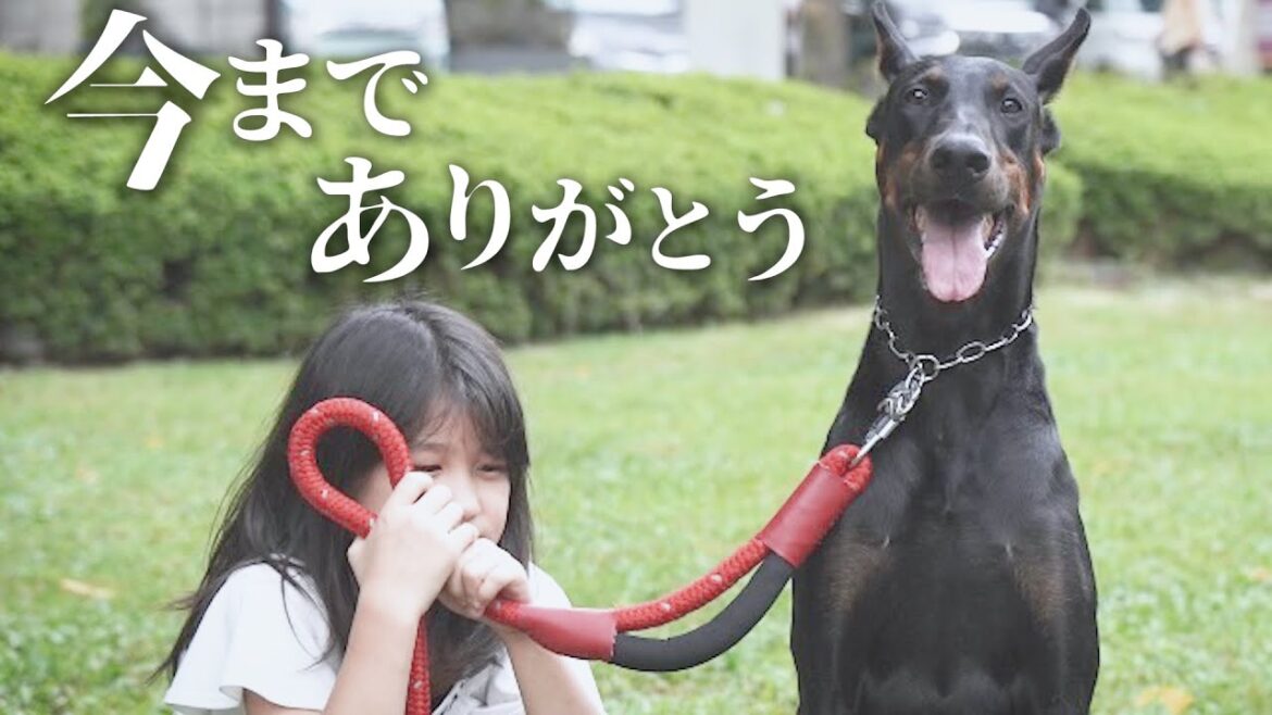 愛犬ドーベルマンとお別れすることになりました