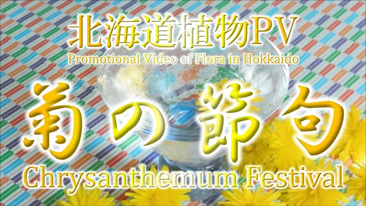 【北海道】植物PV菊の節句