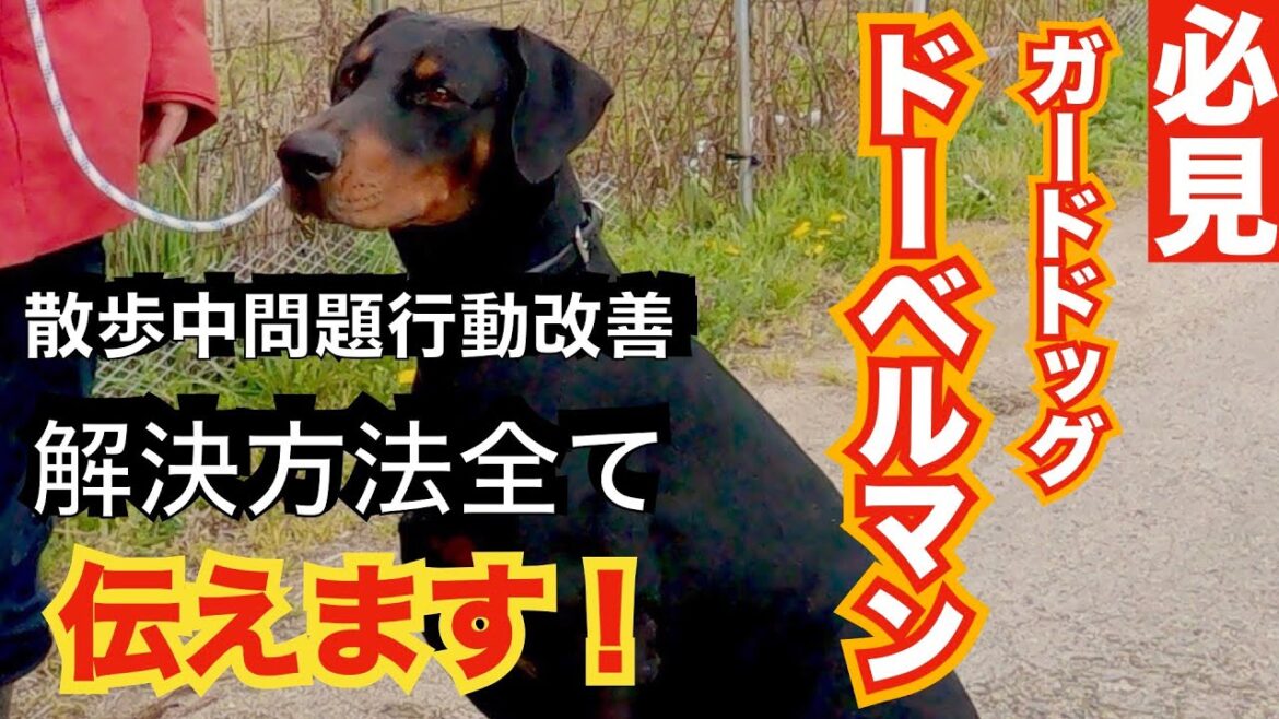 【必見❗️】ドーベルマン散歩での問題行動改善セッション（大型犬の散歩で悩んでおられる方へ）