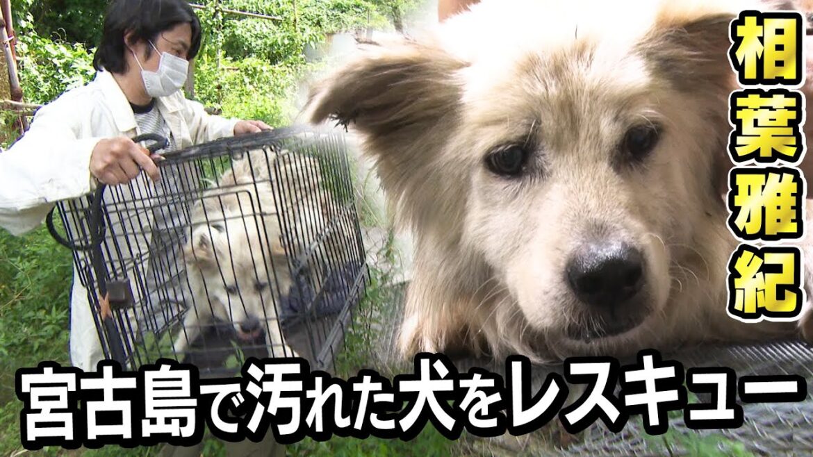 【相葉雅紀】宮古島で保護犬をレスキュー！毛玉だらけの汚れた体をキレイにして新しい飼い主さんへ【トリミング】