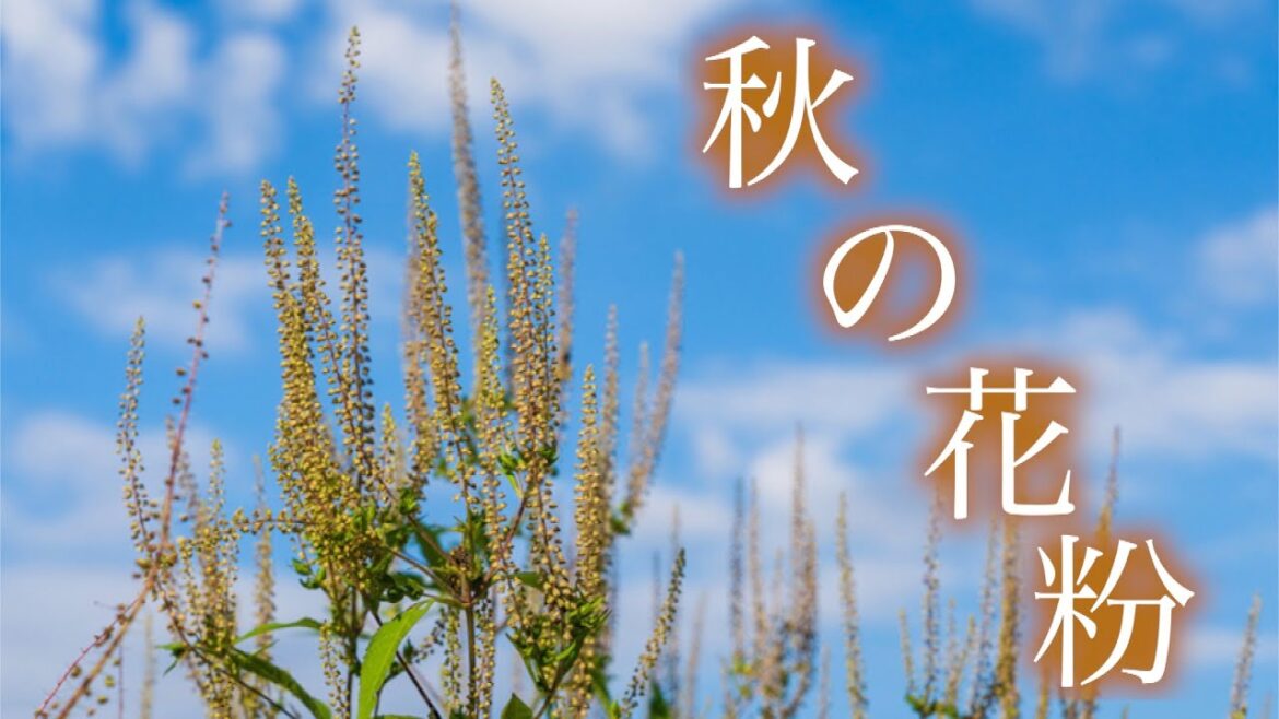 これから注意したい【秋の花粉】スギやヒノキとの違いとは／花粉が気管支まで？