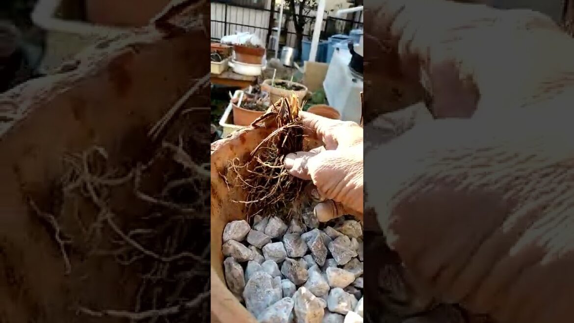 ハナショウブの育て方　新しいチャレンジ  2          2月の「本株分け」平鉢寄せ植え競技用仕立て　　　2022,   2. 12     　                 うぐいす仁平　　