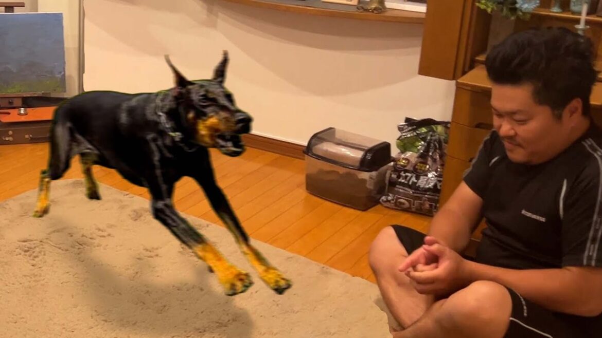 他の犬を可愛がると唸って嫉妬するドーベルマン