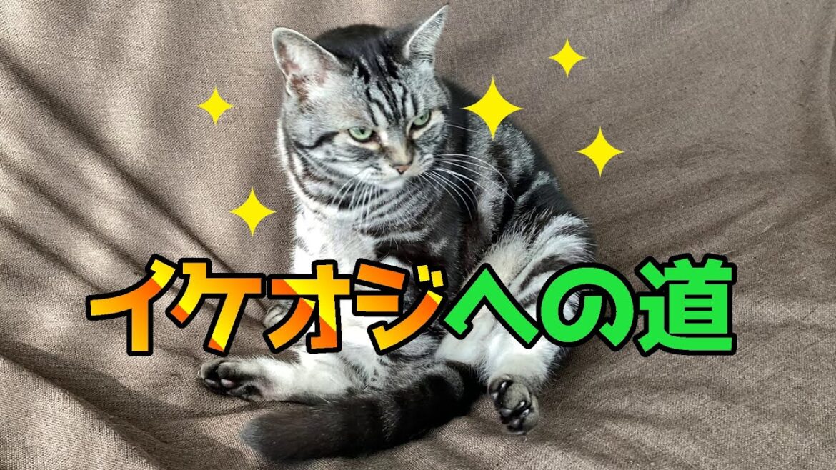 吉田栄作さんにあこがれ、自分みがきをする猫　【おじさん猫の日常を見てみよう】