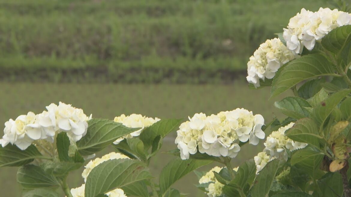 四国地方が梅雨入り　平年より8日、2021年より32日遅く