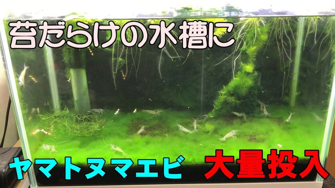 流石にもう無理！苔だらけの水槽にヤマトヌマエビで苔対策　タイムラプスで見てみた