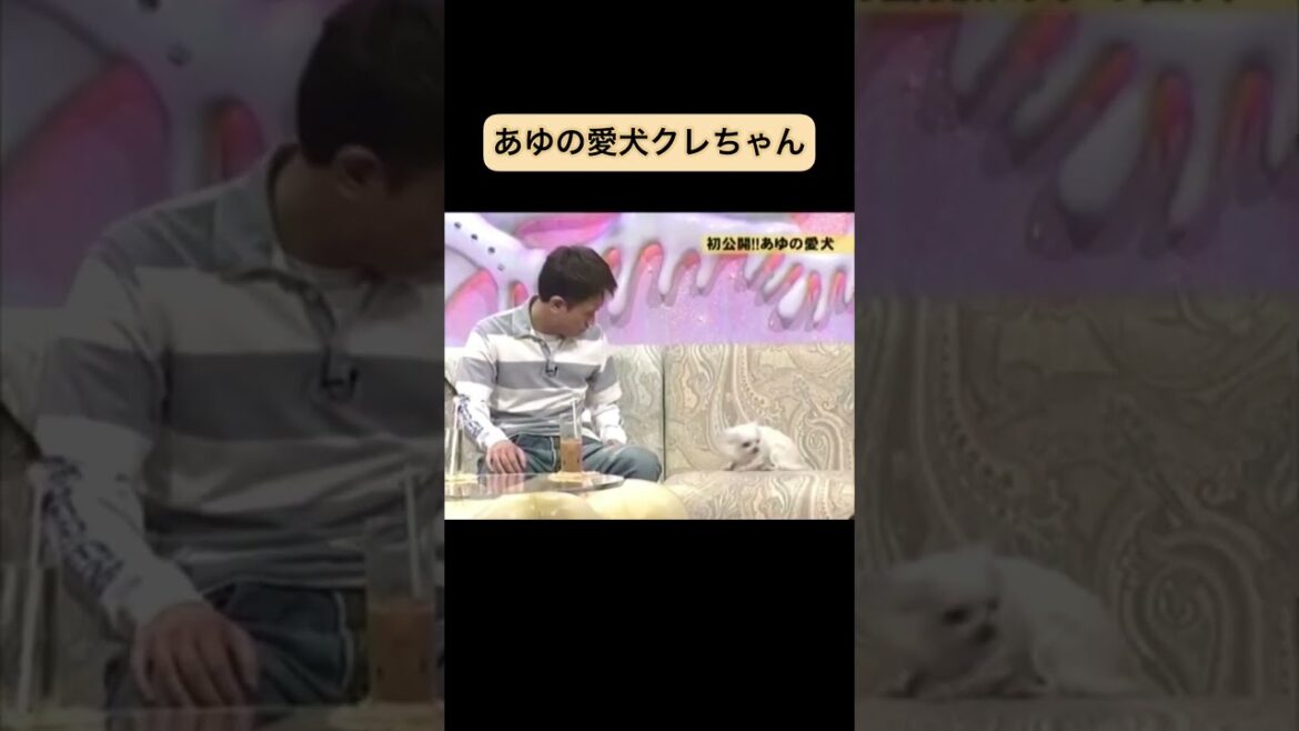 浜崎あゆみのカワイイ愛犬クレちゃん