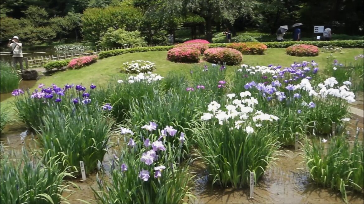 皇居東御苑の花菖蒲（ハナショウブ）