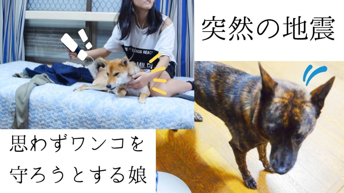 緊急地震速報の音に驚き家を飛び出し！？ワンニャンにとって突然の地震には要注意！！【甲斐犬・柴犬】