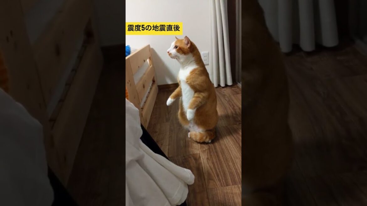 震度5の地震で本当の姿を現した猫 / Cat earthquake