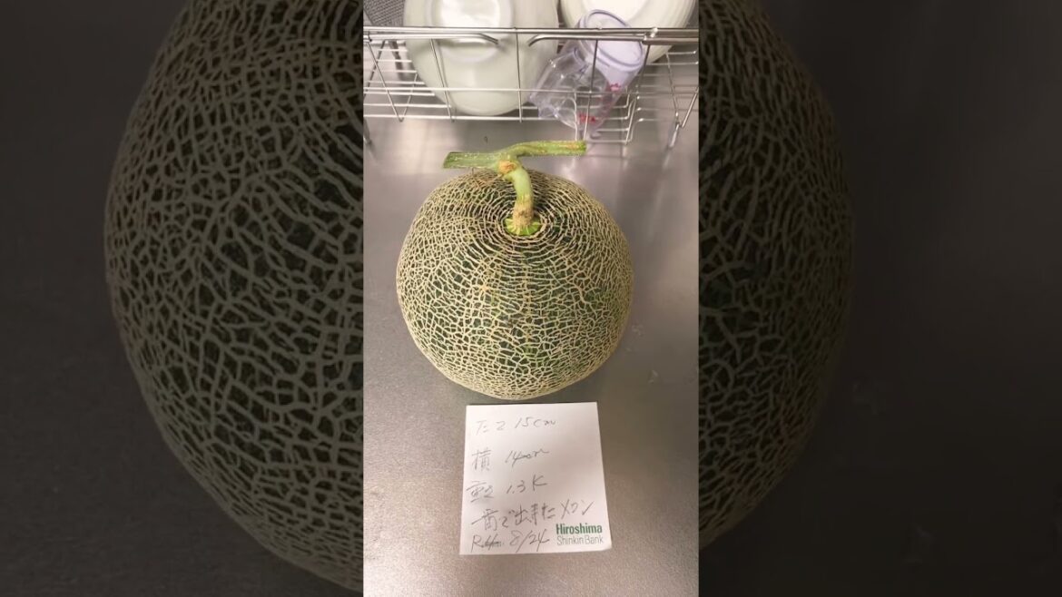 1番目に出来たメロン完熟するまでお預けです