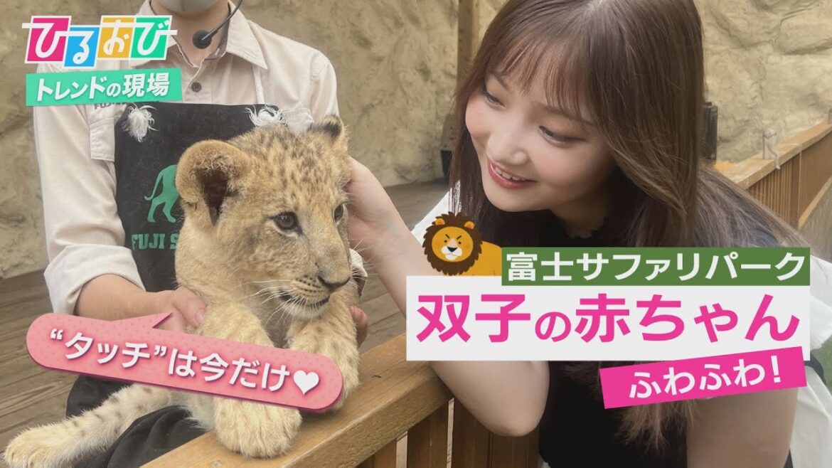 【ひるおび】富士サファリパーク 「泳ぐゾウ」も今だけ！ まだ間に合う夏限定イベントにGO
