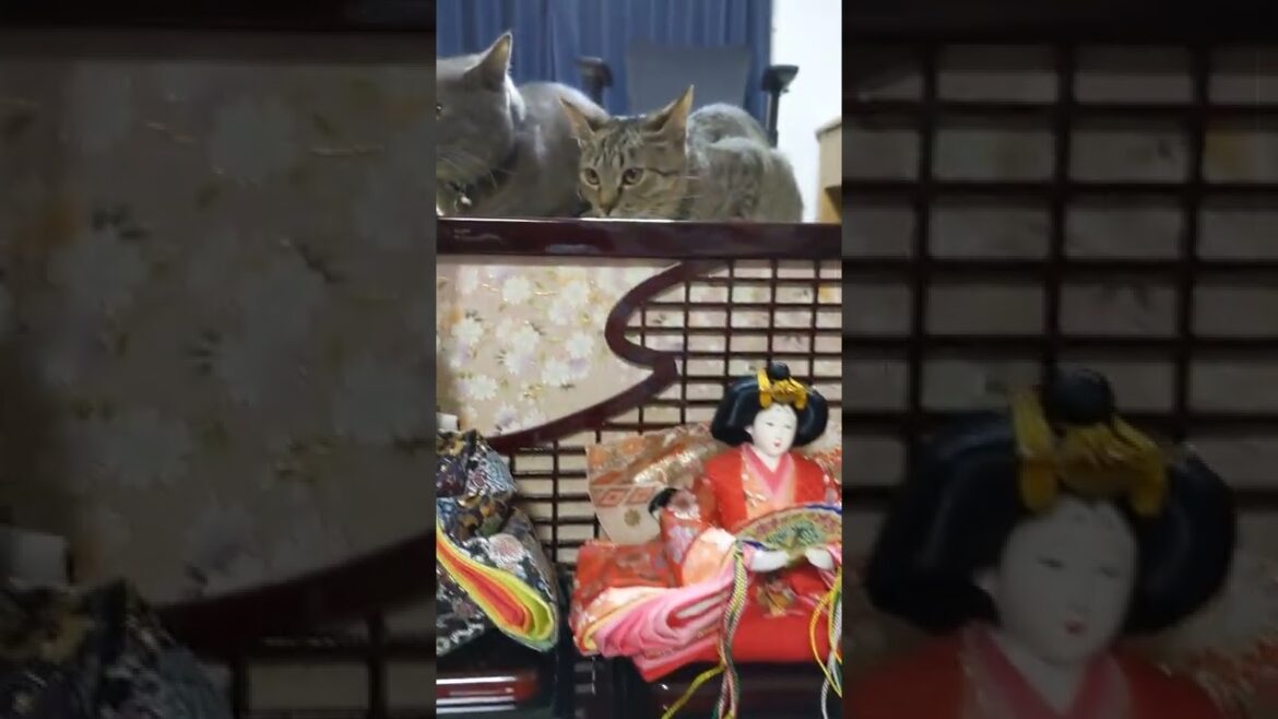 今日はひな祭り🎎　　　　「まろをお祝いするんだ！」