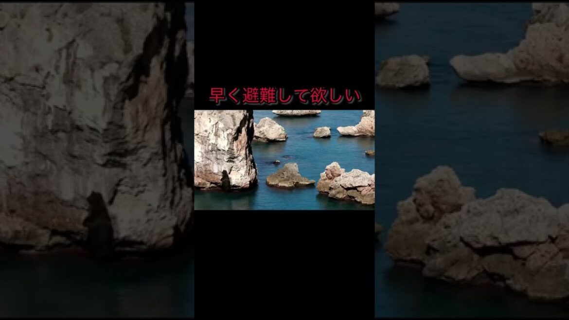 知床のヒグマが津波を避ける為に崖を登る【3.11震度５万地震】Rock Climbing Bears
