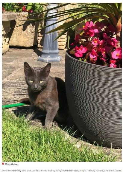 ネズミ退治のために飼い始めた猫、ネズミと一緒にご飯を食べる姿に飼い主大笑い(英) - WACOCA NEWS