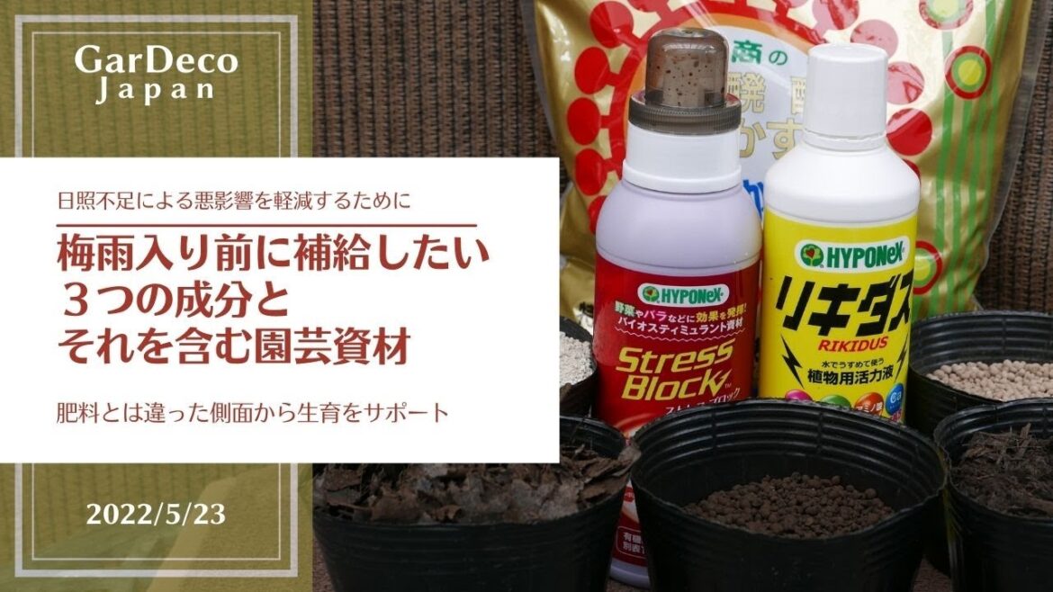 【日照不足対策】梅雨入り前に補給しておきたい３つの成分
