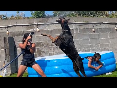 【最強コンビ】子供より大きいドーベルマンとの過ごし方 【最強コンビ】子供より大きいドーベルマンとの過ごし方