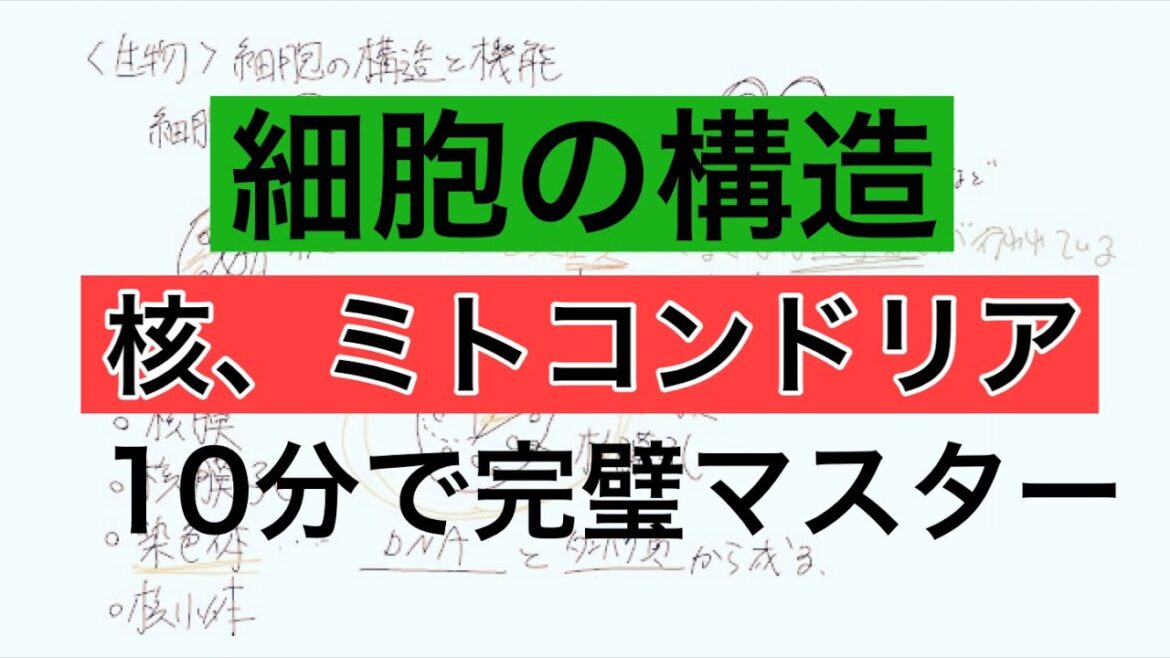 【生物基礎】【生物】細胞の構造・核•ミトコンドリアを10分で完璧にマスターする動画