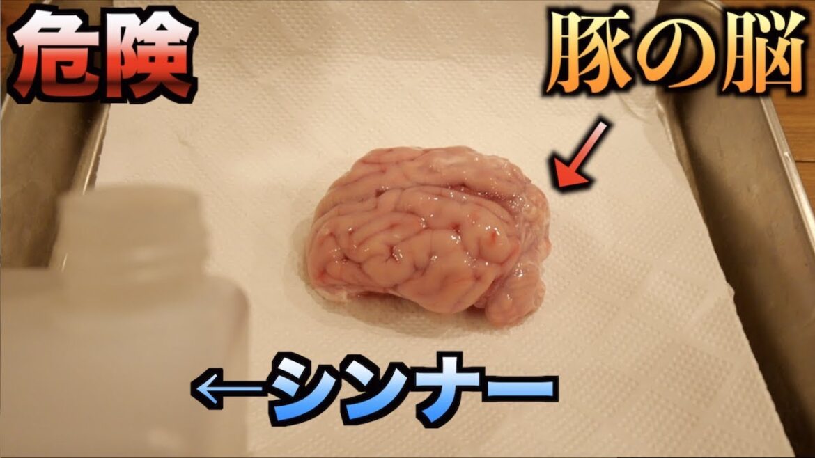 【超危険】シンナーがどれだけ脳に悪影響を及ぼすかわかる動画 【超危険】シンナーがどれだけ脳に悪影響を及ぼすかわかる動画