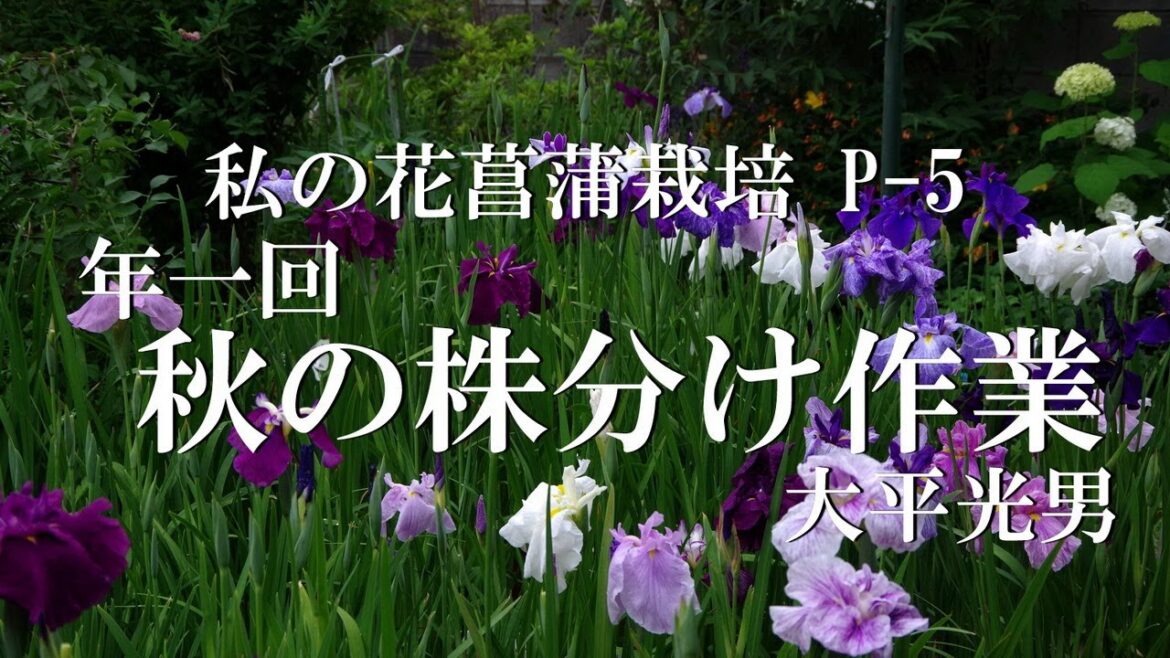 ✿私の花菖蒲栽培 P-5　年一回 秋の株分け作業 2022 8 25　大平光男