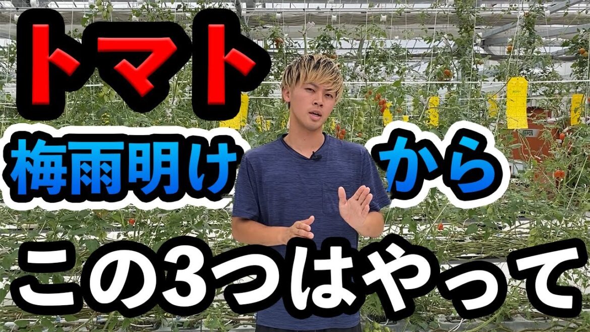 【トマト】梅雨明け時期にやるべきこと3つ。長期的に育てたい人だけ見てください！
