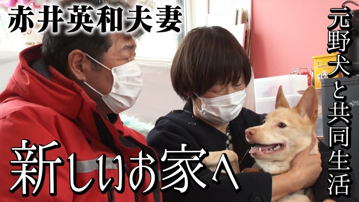 【保護犬】元野犬カマロがついに赤井家を卒業！【赤井英和夫婦と元野犬が共同生活】