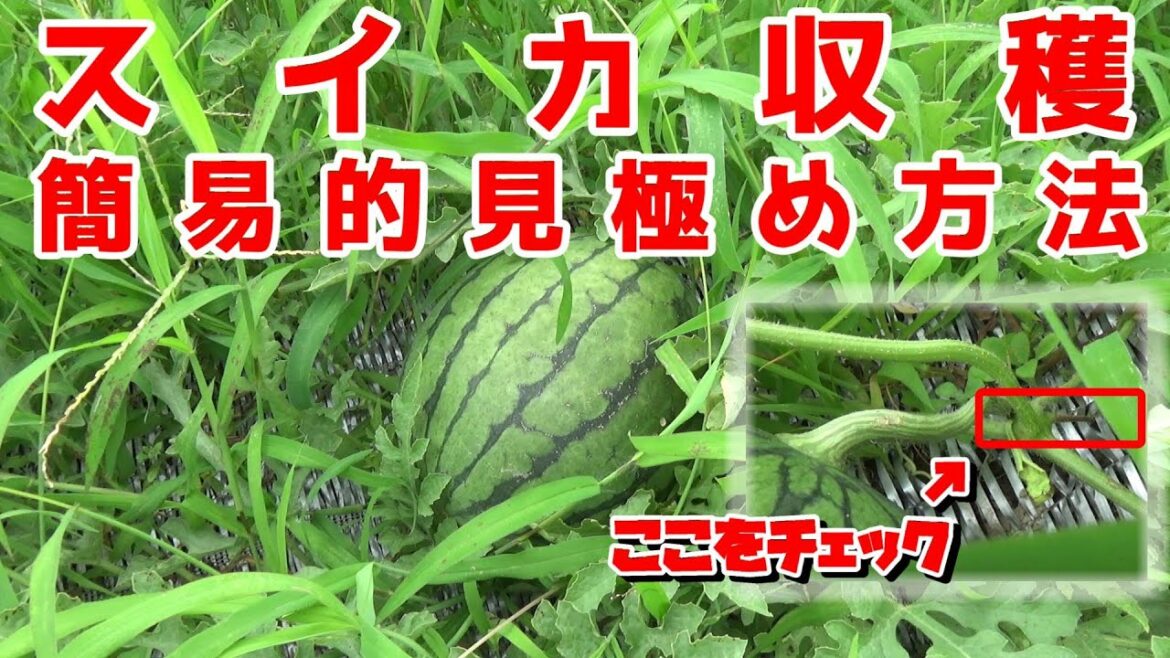 スイカの収穫のタイミング～簡単チェック～