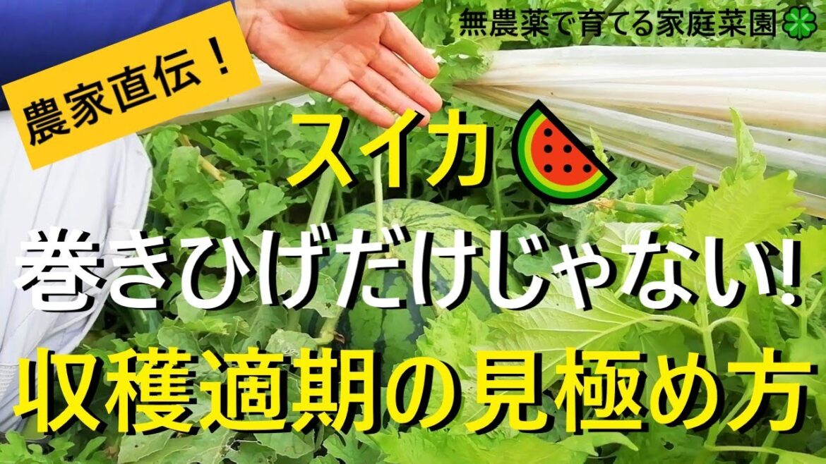 スイカ栽培🍉収穫の目安は４つ！音の違いについても解説【有機農家直伝！無農薬で育てる家庭菜園】　22/7/14