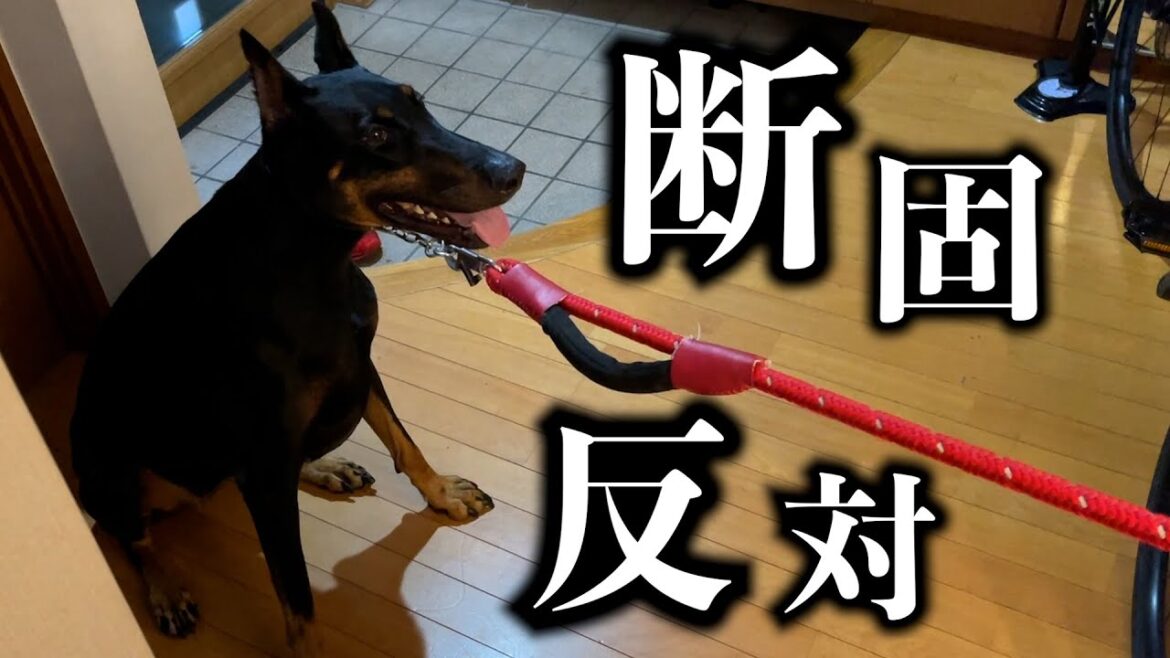 ドーベルマンが後退りするほど嫌なこと