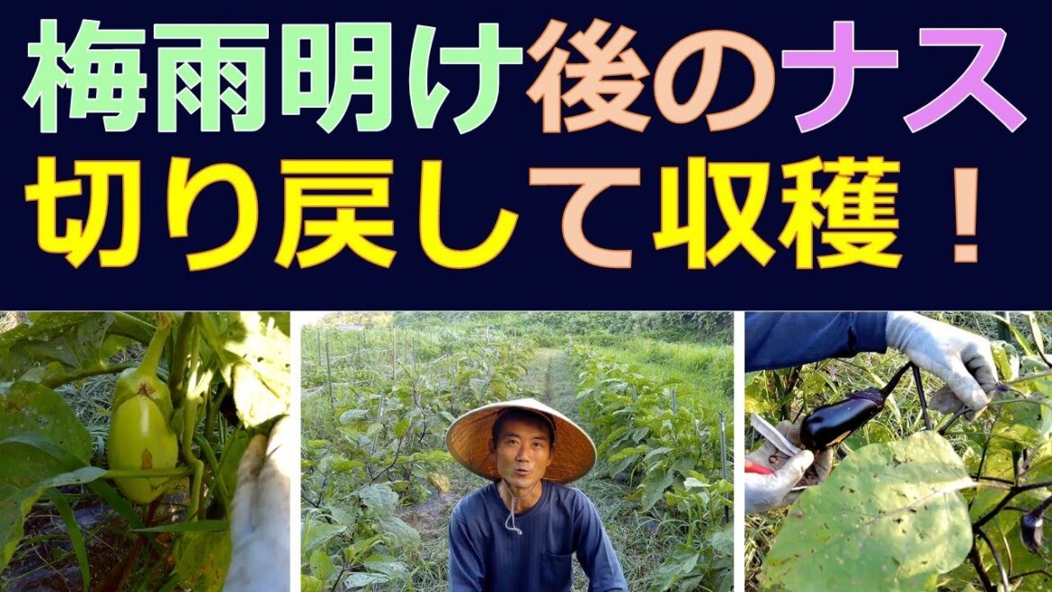 ナスの切り戻し収穫の方法　梅雨明け後の渇水対策