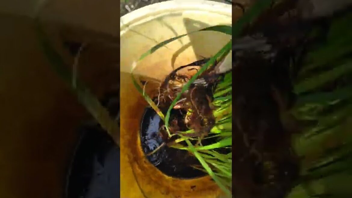 ハナショウブの育て方。　9月の植え替え（簡易バケツ夏越し法から)           2022, 9.14　　　　　　　　うぐいす仁平
